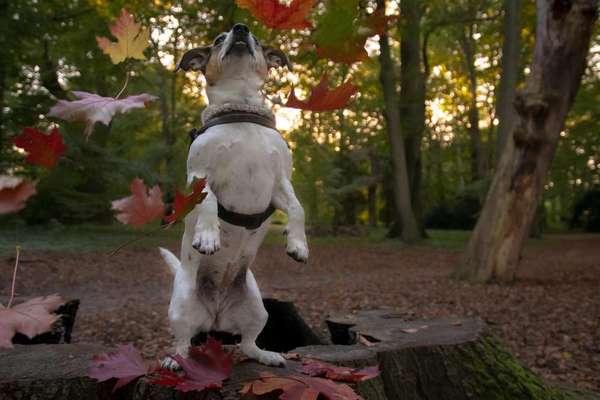 26. Farben Fotochallenge "Herbstfarben"-Beitrag-Bild