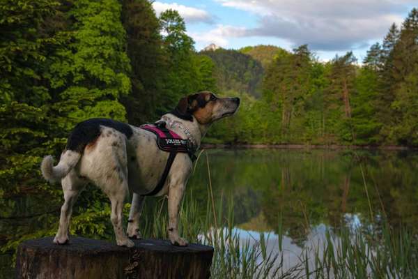 Foto -Challenge  Thema : Dein Hund Im Wald-Beitrag-Bild