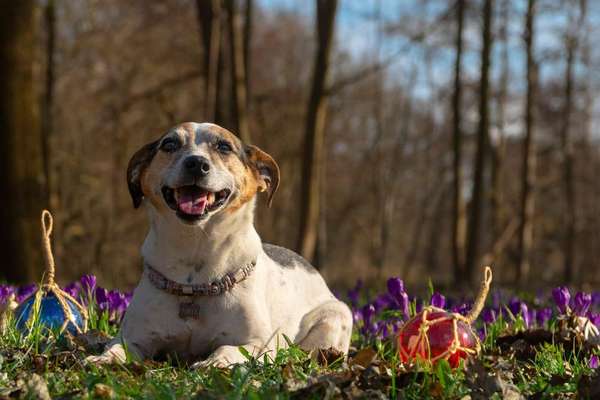 11. Farben Foto Challenge Rot-Beitrag-Bild