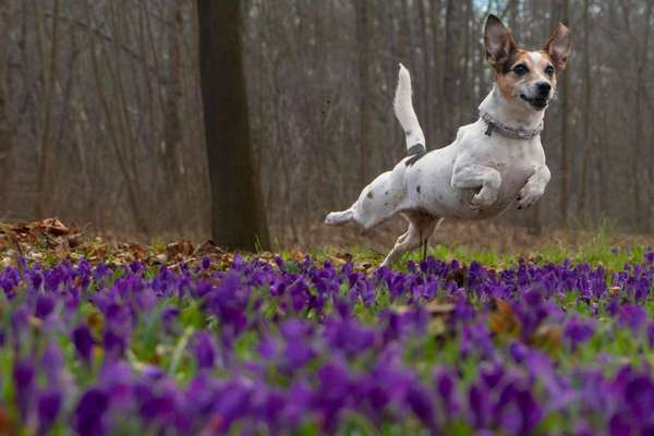 Foto Challenge Nr. 137 - Lass die Ohren fliegen-Beitrag-Bild