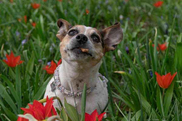 Comedyprogramm Hund:-Beitrag-Bild