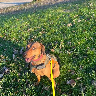 Unsicherer Hund-Beitrag-Bild