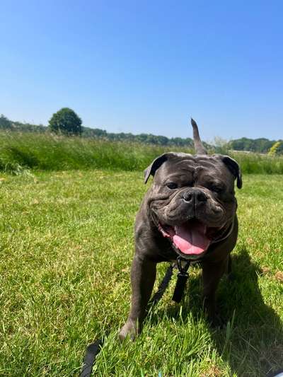 Hundetreffen-Spiel & Spaziergang Partner/in gesucht-Bild