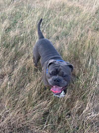 Olde English Bulldogge-Beitrag-Bild