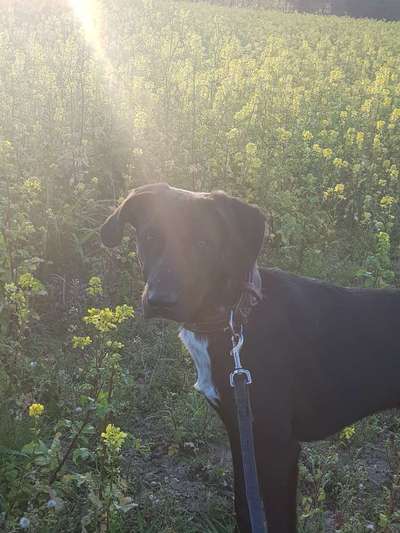 Die Dogorama Kalender Challenge Titelbild-Beitrag-Bild