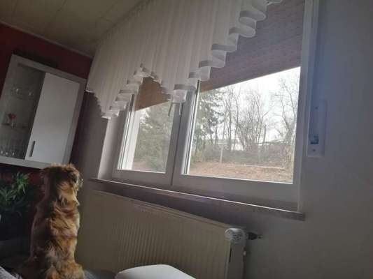 Hund wie hypnotisiert-Beitrag-Bild