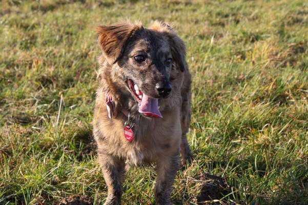 Mischlingshunde Foto Aufruf-Beitrag-Bild