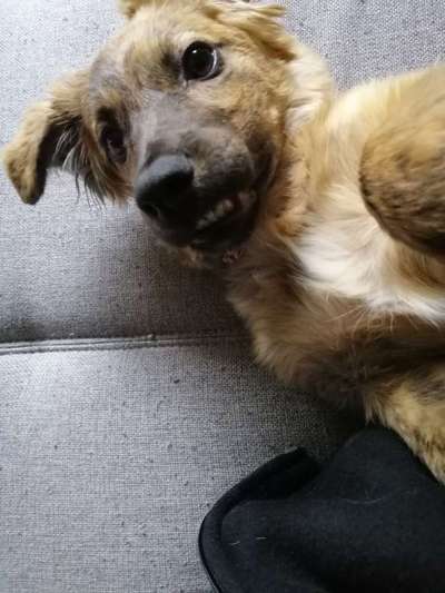 FOTOCHALLENGE - Nr. 74 Ugly Dog: Zeige das schlimmste Foto von deinem Hund-Beitrag-Bild