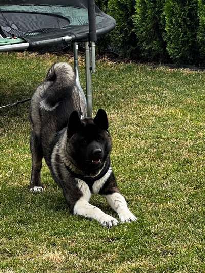 American Akita-Beitrag-Bild