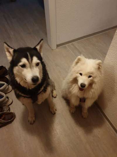 Hunderunde-Beitrag-Bild