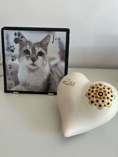 Unsere Fellnasen im Regenbogenland-Beitrag-Bild