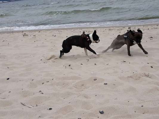 Challenge 41 - Mein Hund im Urlaub-Beitrag-Bild