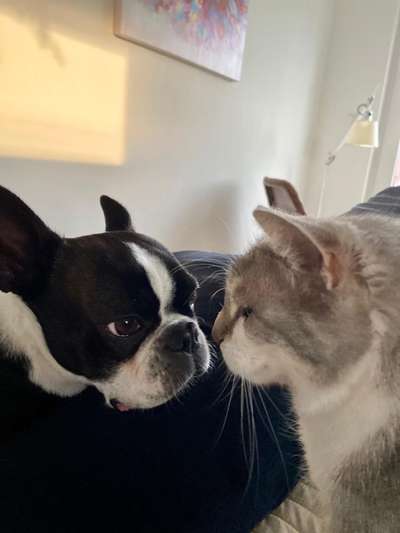 Fotochallenge Nr. 51 "Euer Hund mit anderen Tieren"-Beitrag-Bild