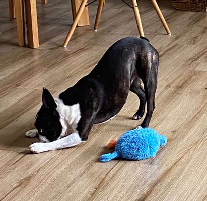 Die Dogorama Wochen Challenge-Beitrag-Bild