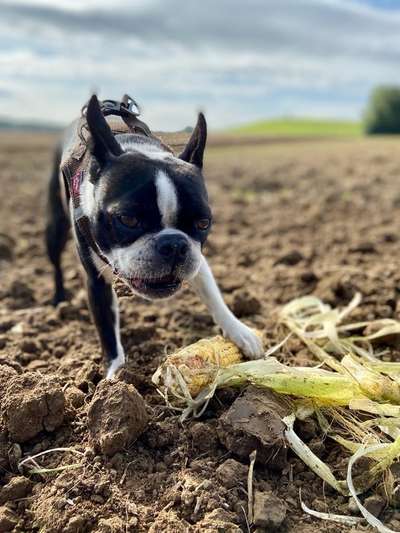 Die Dogorama Kalender Challenge Titelbild-Beitrag-Bild