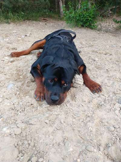 TierschutzhundeStammtisch🐕-Beitrag-Bild