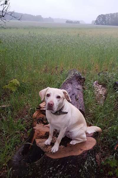 Die Dogorama Kalender Challenge 4/4-Beitrag-Bild