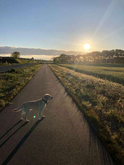 Die Dogorama Kalender Challenge 4/4-Beitrag-Bild