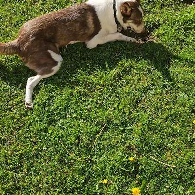 Hundetreffen-Kontaktfreudiger Junghund sucht Spielkameraden-Bild