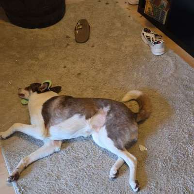 Welche besondere Angewohnheiten haben eure Hunde?-Beitrag-Bild