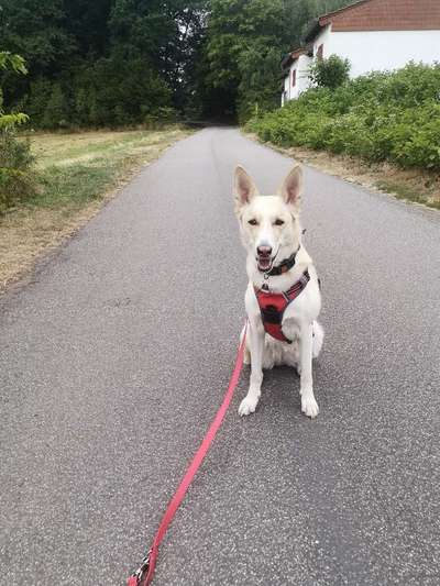 Hilfe bei der Rassebestimmung-Beitrag-Bild