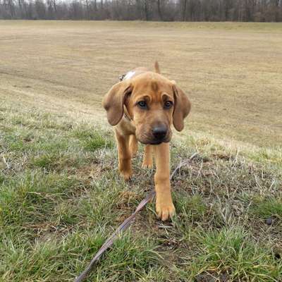 Seltene Rassen!-Beitrag-Bild