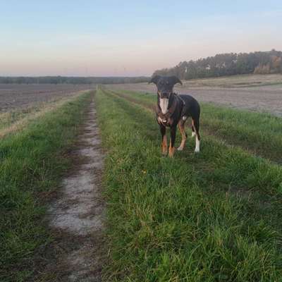 Hundetreffen-Social Walk-Bild