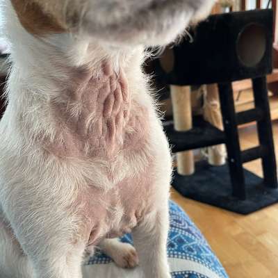 Am Bauch und am Hals wachsen keine Haare. Hat jemand ähnliches bei seinem Hund?-Beitrag-Bild