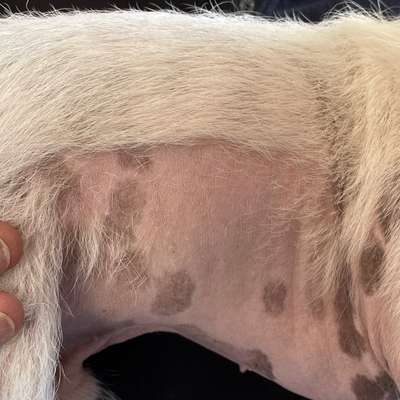 Am Bauch und am Hals wachsen keine Haare. Hat jemand ähnliches bei seinem Hund?-Beitrag-Bild
