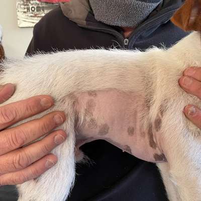 Am Bauch und am Hals wachsen keine Haare. Hat jemand ähnliches bei seinem Hund?-Beitrag-Bild