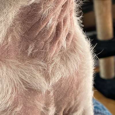 Am Bauch und am Hals wachsen keine Haare. Hat jemand ähnliches bei seinem Hund?-Beitrag-Bild