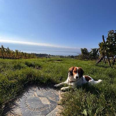 Hundetreffen-Gesellschaft beim Spaziergang-Bild