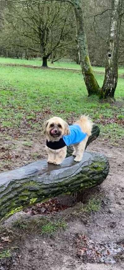 31. Collagen Challenge - Bänke/ Steine /Baumstümpfe-Beitrag-Bild