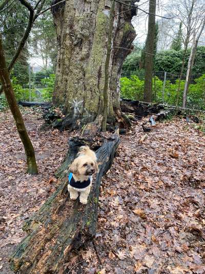 31. Collagen Challenge - Bänke/ Steine /Baumstümpfe-Beitrag-Bild