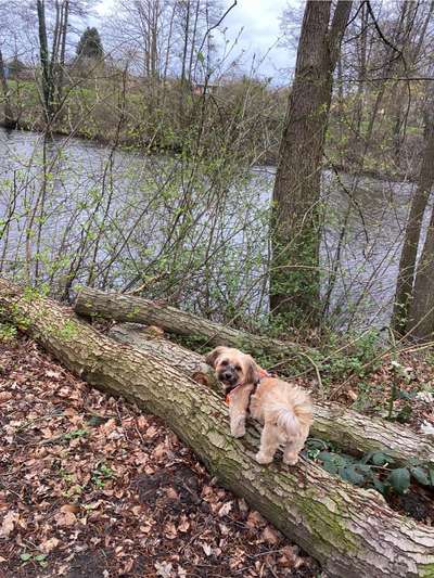 31. Collagen Challenge - Bänke/ Steine /Baumstümpfe-Beitrag-Bild