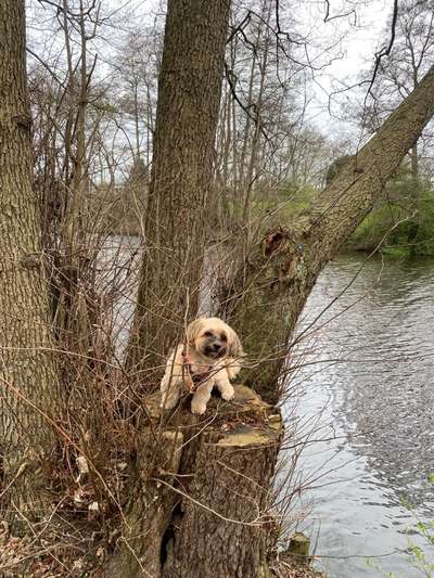 31. Collagen Challenge - Bänke/ Steine /Baumstümpfe-Beitrag-Bild