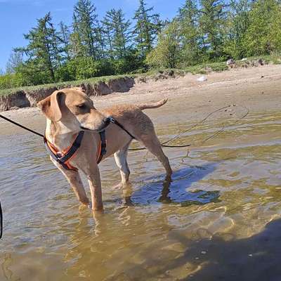 Hundetreffen-Hunde aller Art zum Toben und Spielen und Gassi gehen gesucht-Bild