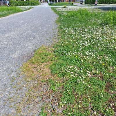 Giftköder-Mögl. Giftköder im Otto Dullenkopf Park-Bild