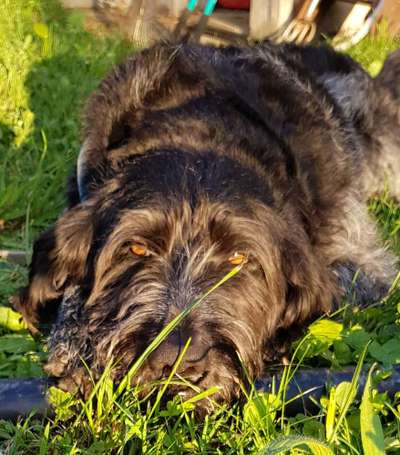 Die Dogorama Kalender Challenge Titelbild-Beitrag-Bild