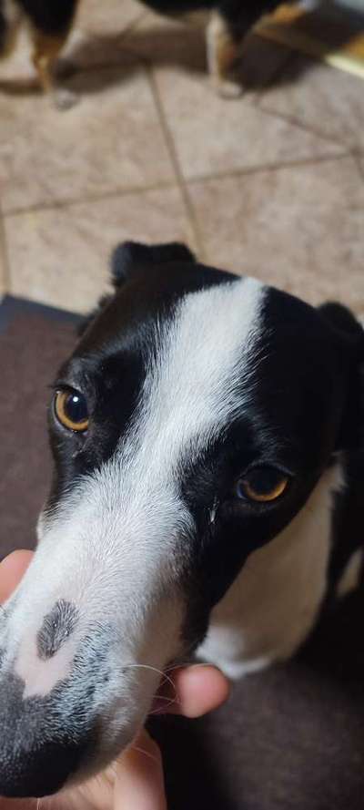 Augen gerötet und leicht gelblicher Schleim-Beitrag-Bild