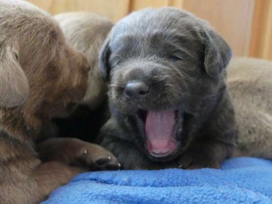 Zeigt uns das 6. Bild von eurem Hund in eurer Galerie-Beitrag-Bild