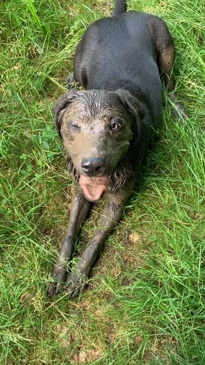 FOTOCHALLENGE 72 - Glücklicher Hund im Schmuddel-Look-Beitrag-Bild