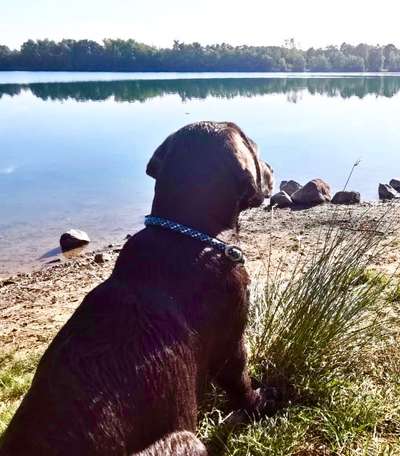 Dogorama-Monats-Challenge-Mai "Wasser"-Beitrag-Bild