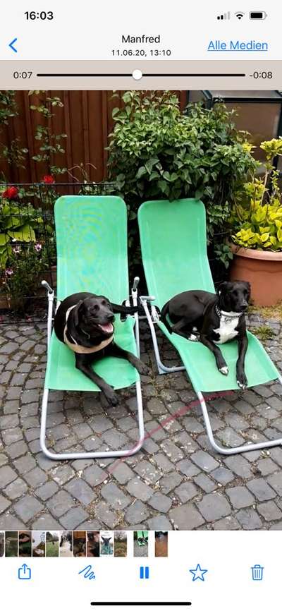 Bester Freund, Hundekumpel - zeigt her!-Beitrag-Bild