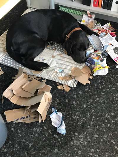 Labradorfans-Beitrag-Bild