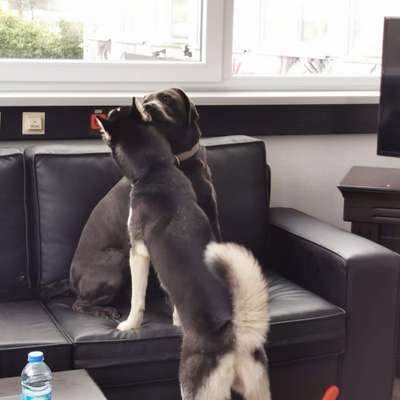 Bester Freund, Hundekumpel - zeigt her!-Beitrag-Bild