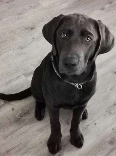 💖😊Das ALLERSCHÖNSTE Foto von deinem Hund💖😊-Beitrag-Bild