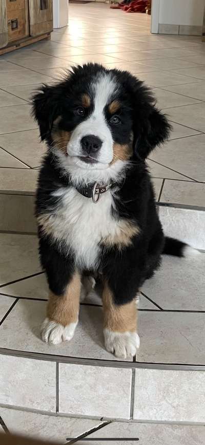 Berner Sennen-Beitrag-Bild