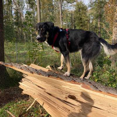 Hundetreffen-Social Walk/Trainingsspaziergang-Bild