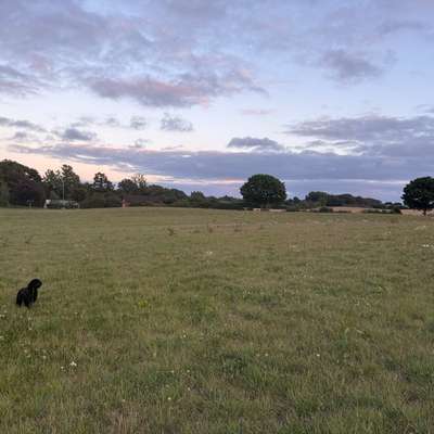 Hundetreffen-Junghunde auf Schnupperkurs 🌈☺️-Bild
